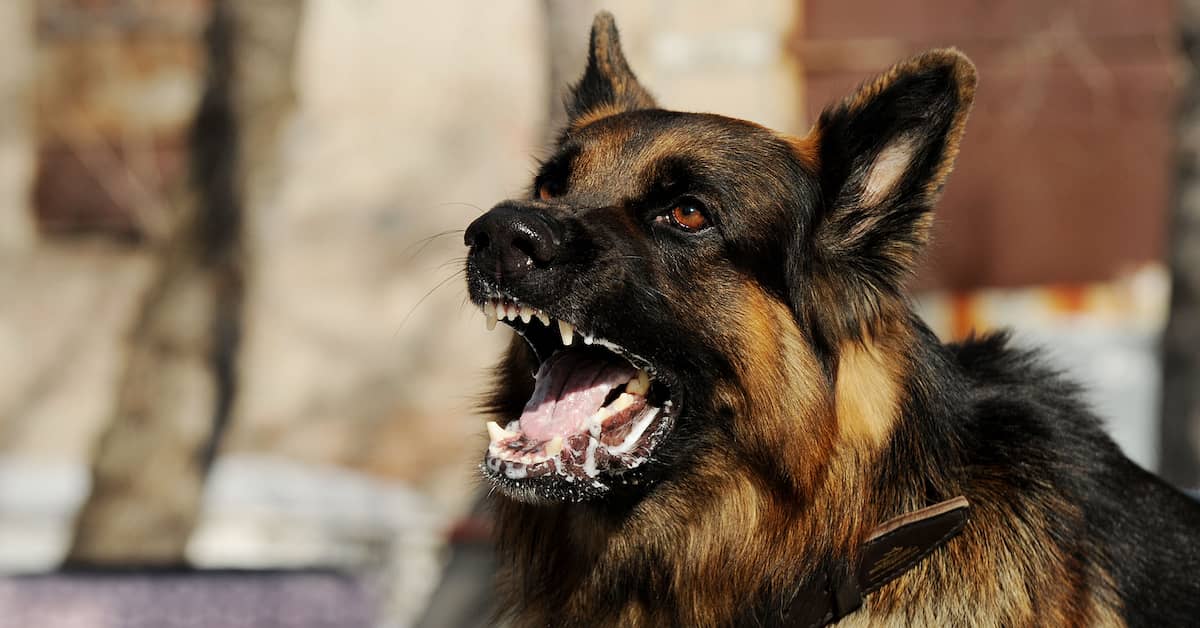 angry dog baring his teeth