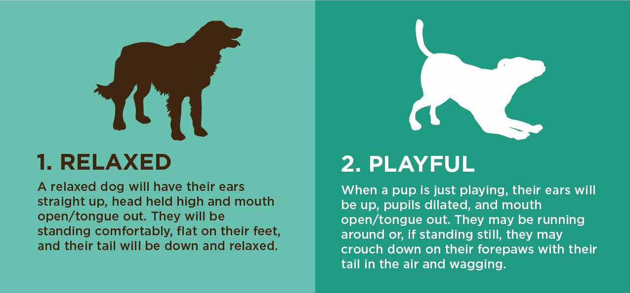 How To Read A Dog's Body Language 1 & 2