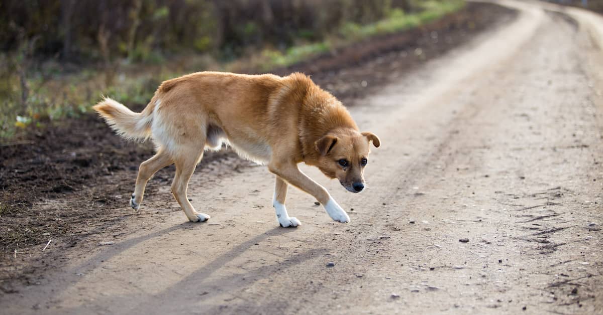 Strange dog slinking across a dirt road | Hauptman, O'Brien, Wolf & Lathrop