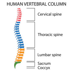 Diagram of a human spine with names of all sections of the vertebrae.