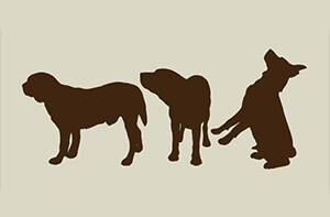 Omaha dog bite injury attorneys
