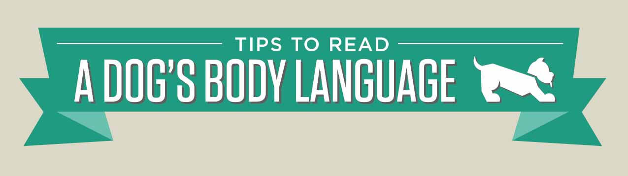 reading a dogs body language