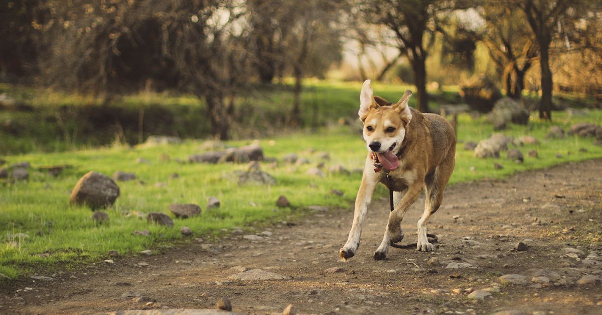 San Bernardino Dog Bite Lawyer