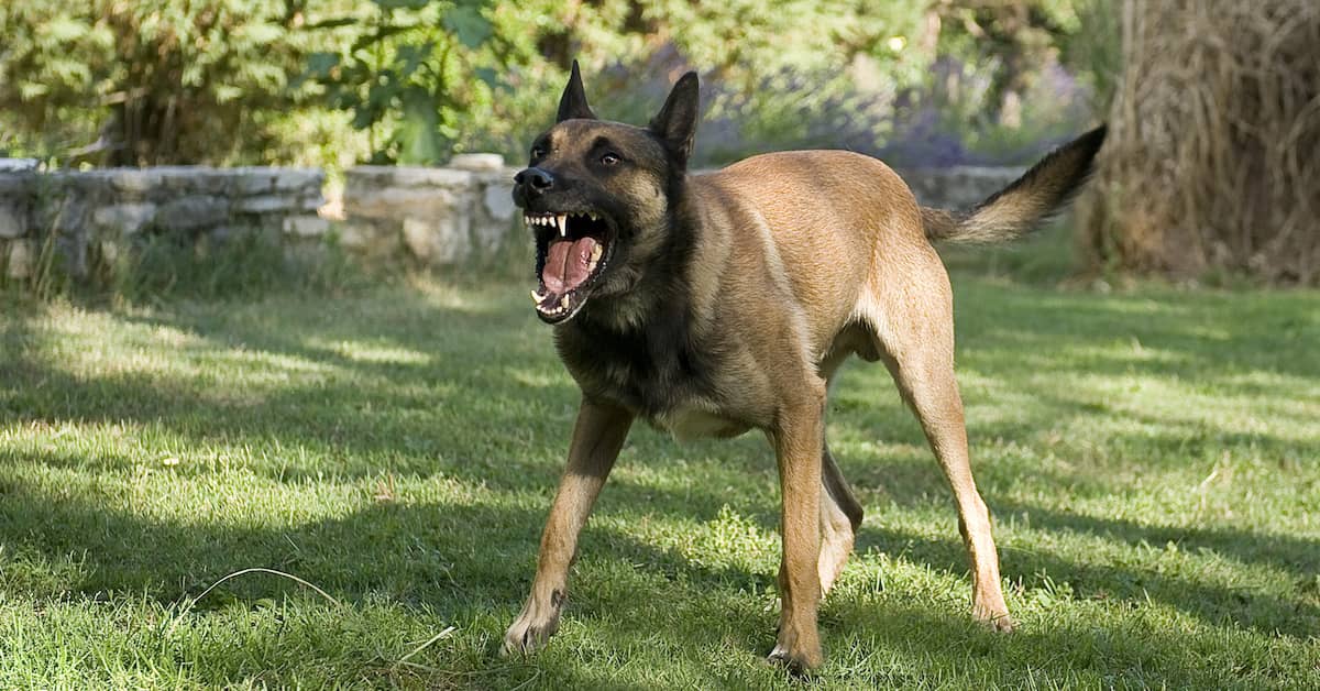 angry Belgian Malinois dog ready to bite